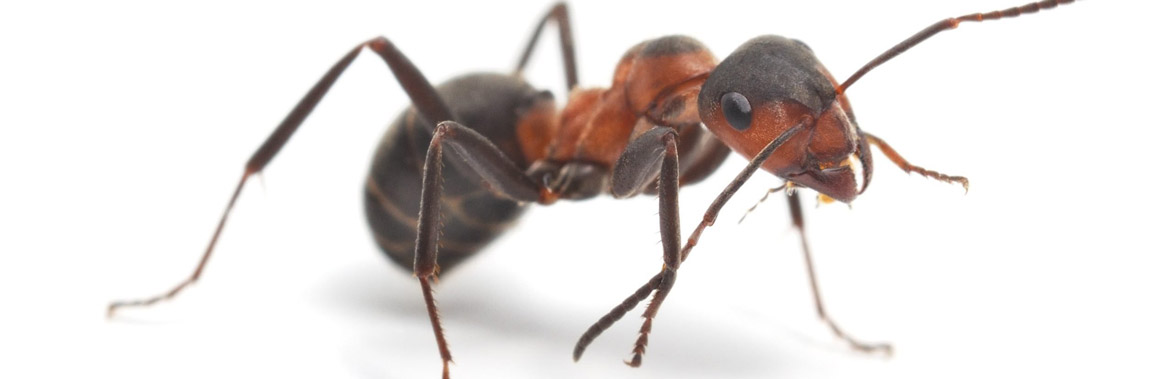 diatomaceous earth ant