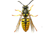 Wasps, Bees & Hornets